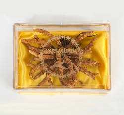 yarsagumba 10g yarsagumba 10g